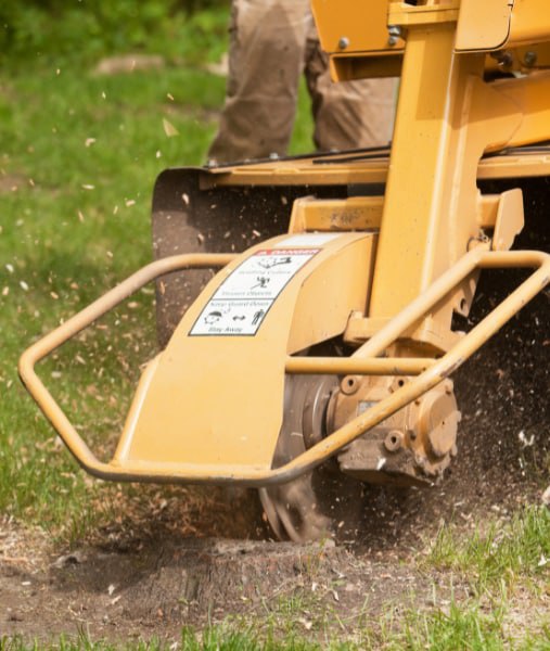 This is a photo of stump grinding being carried out in Faversham. All works are being undertaken by Faversham Tree Surgeons