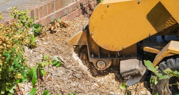 This is a photo of stump removal being carried out in Faversham. All works are being undertaken by Faversham Tree Surgeons