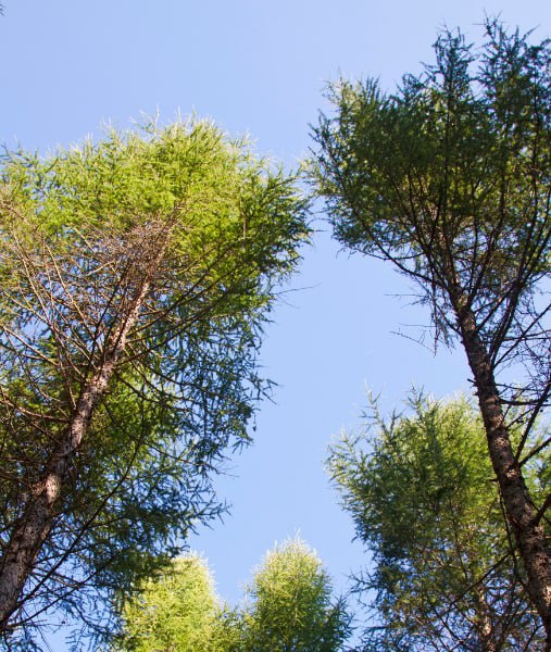 This is a photo of over grown trees needing crown reduction in Faversham.