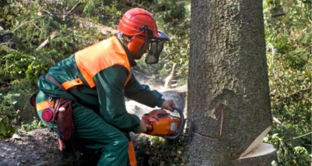 This is a photo of a tree being cut down in Faversham. All works are being undertaken by Faversham Tree Surgeons