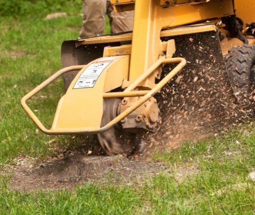 This is a photo of stump grinding being carried out in Faversham. All works are being undertaken by Faversham Tree Surgeons