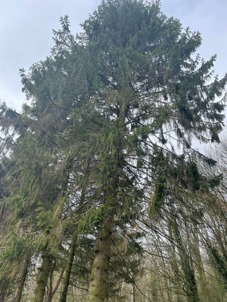 This is a photo of tree felling being crowned in Faversham. All works are being undertaken by Faversham Tree Surgeons