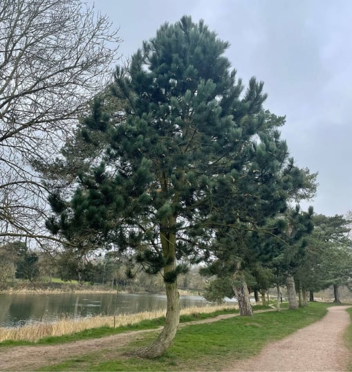 This is a photo of a Tree in Faversham that has recently had crown reduction carried out. Works were undertaken by Faversham Tree Surgeons