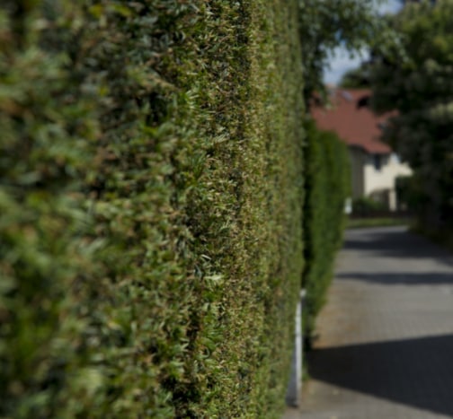 This is a photo of a hedge that has just been cut in Faversham. All works are being undertaken by Faversham Tree Surgeons